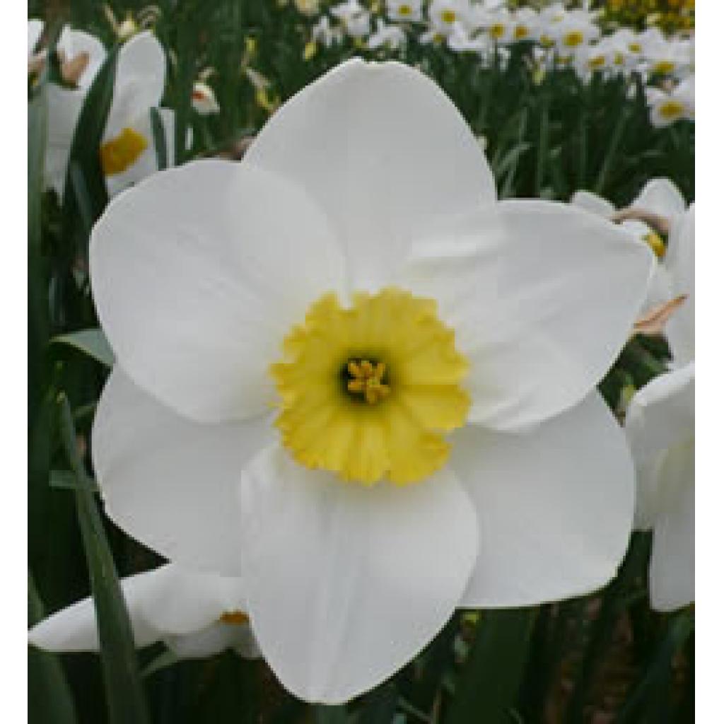 Division 3 - Small-Cupped Daffodil Cultivars