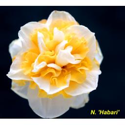 Habari - 4W-YYP.jpg