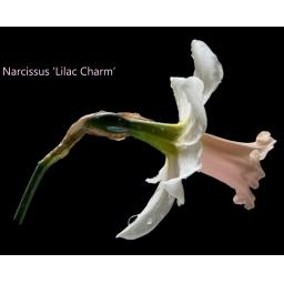 N. 'Lilac Charm'.  (1).jpg