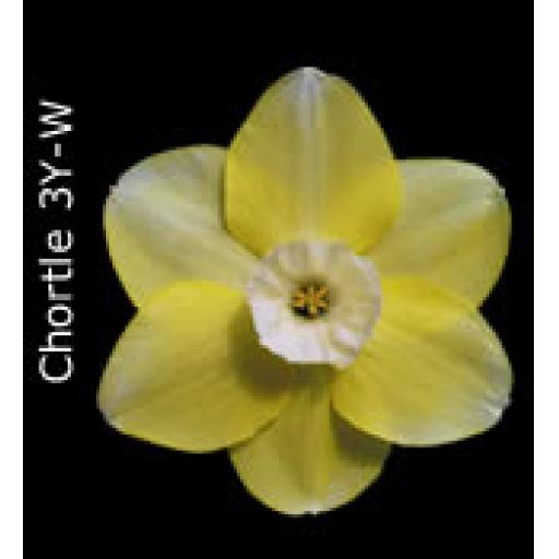 Div 3 - Small Cupped Daffodils Y-Y/W