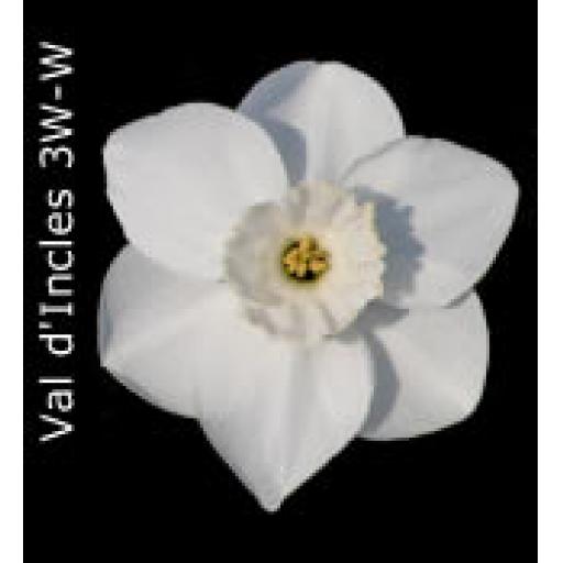 Div 3 - Small Cupped Daffodils W-W