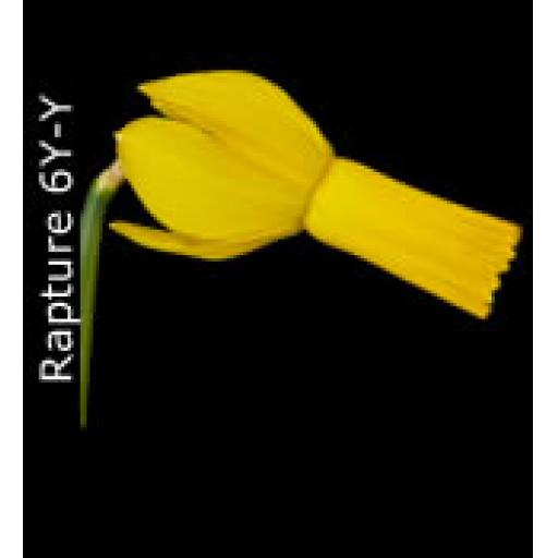 Division 6 - Cyclamineus Daffodil Cultivars