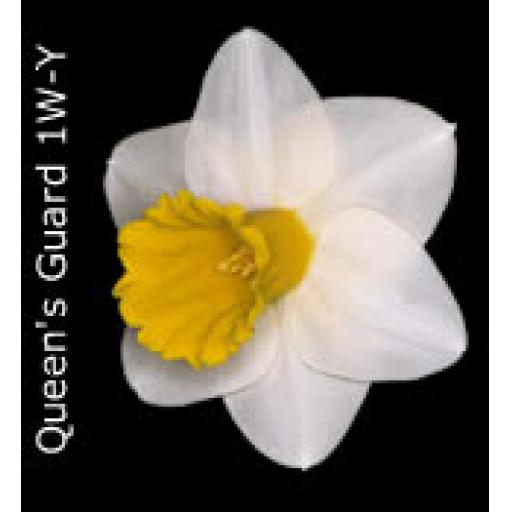 Div 1 - Trumpet Daffodils W-Y/O