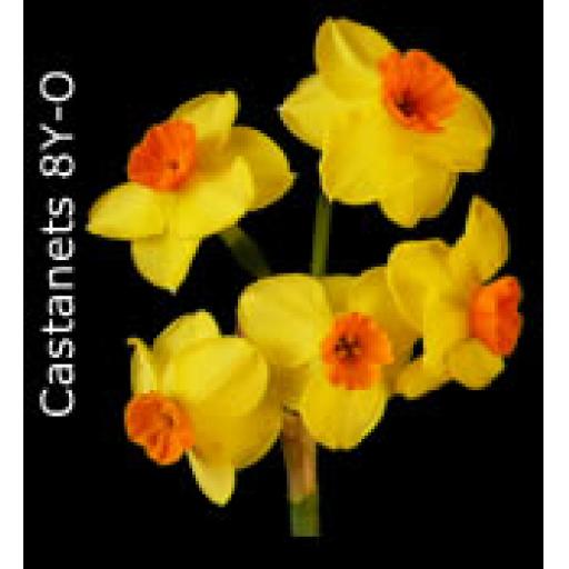 Division 8 - Tazetta Daffodil Cultivars