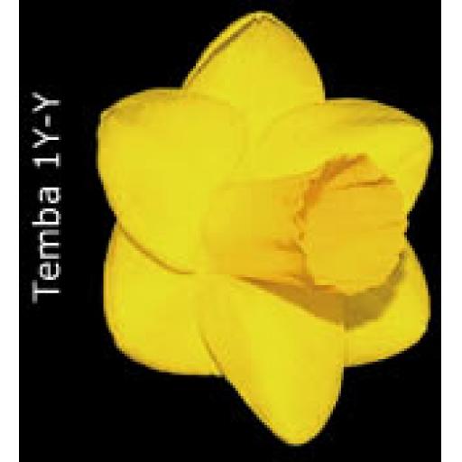Div 1 - Trumpet Daffodils Y-Y