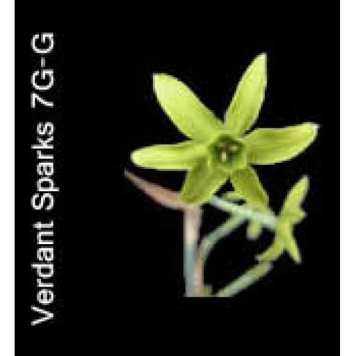 Div 7 - Jonquilla Daffodils G perianth
