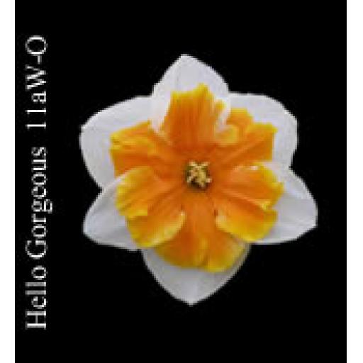 Division 11 - Split-Corona Daffodil Cultivars