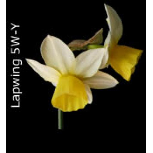 Division 5 - Triandrus Daffodil Cultivars
