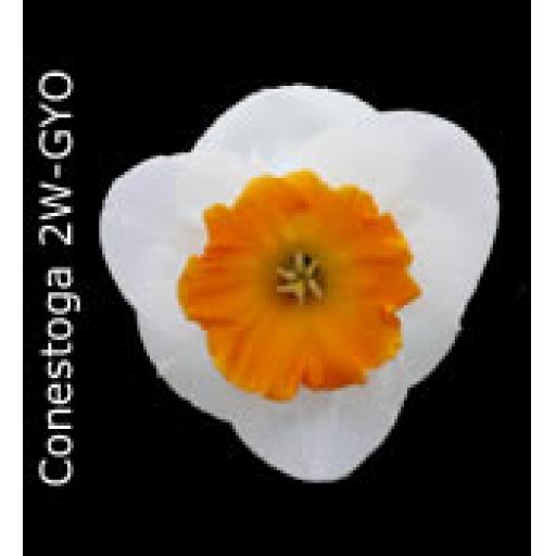 Div 2 - Large Cupped Daffodils W-Y & W-O/R