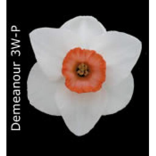 Div 3 - Small Cupped Daffodils W-P
