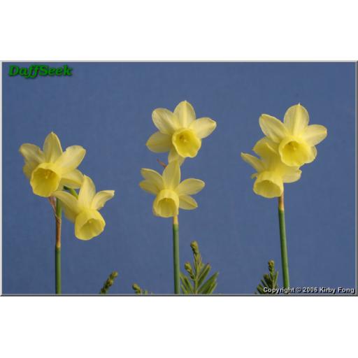 Angel's Breath (miniature) pack of 5 bulbs