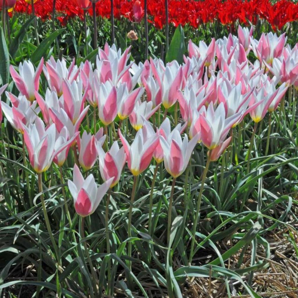 Tulip 'Clusiana Lady Jane' Pack of 8 Bulbs'