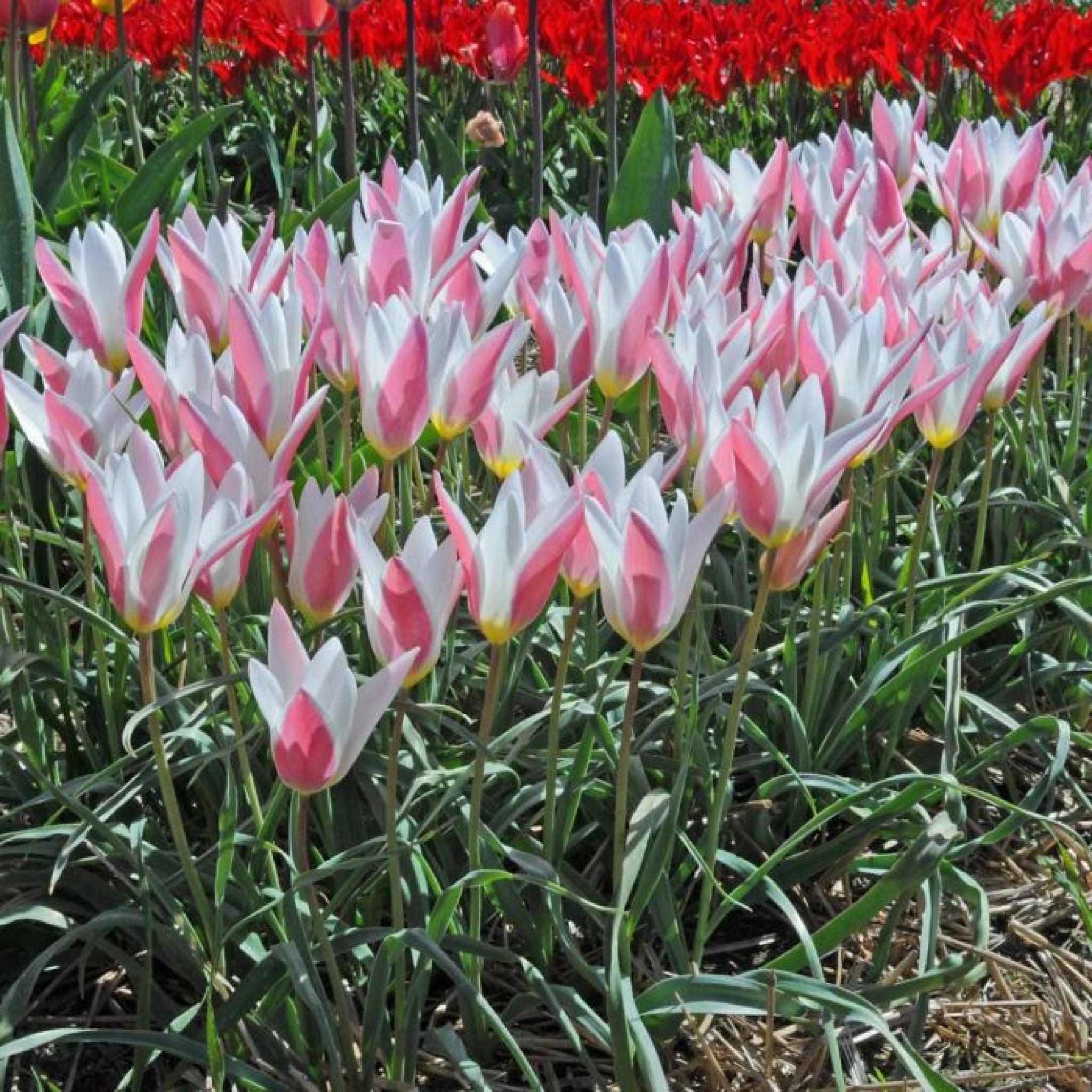 Tulip Clusiana Lady Jane Pack of 8 Bulbs