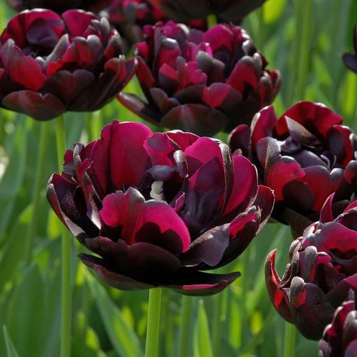 Tulip 'Black Hero' Pack of 8 Bulbs'