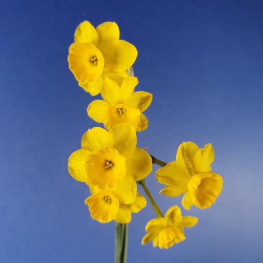 Narcissus assoanus Pack of 3 bulbs
