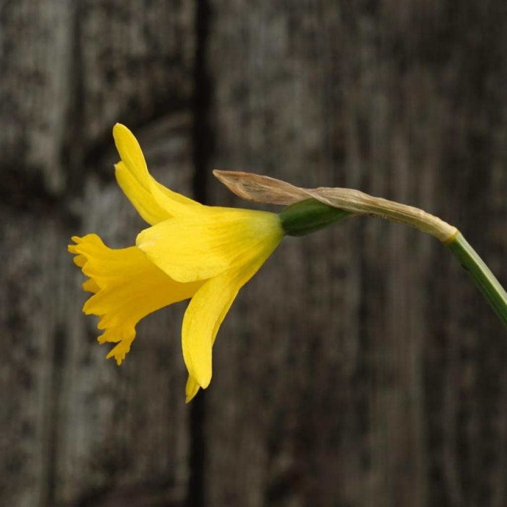 Division 13 Daffodils identified by botanical name