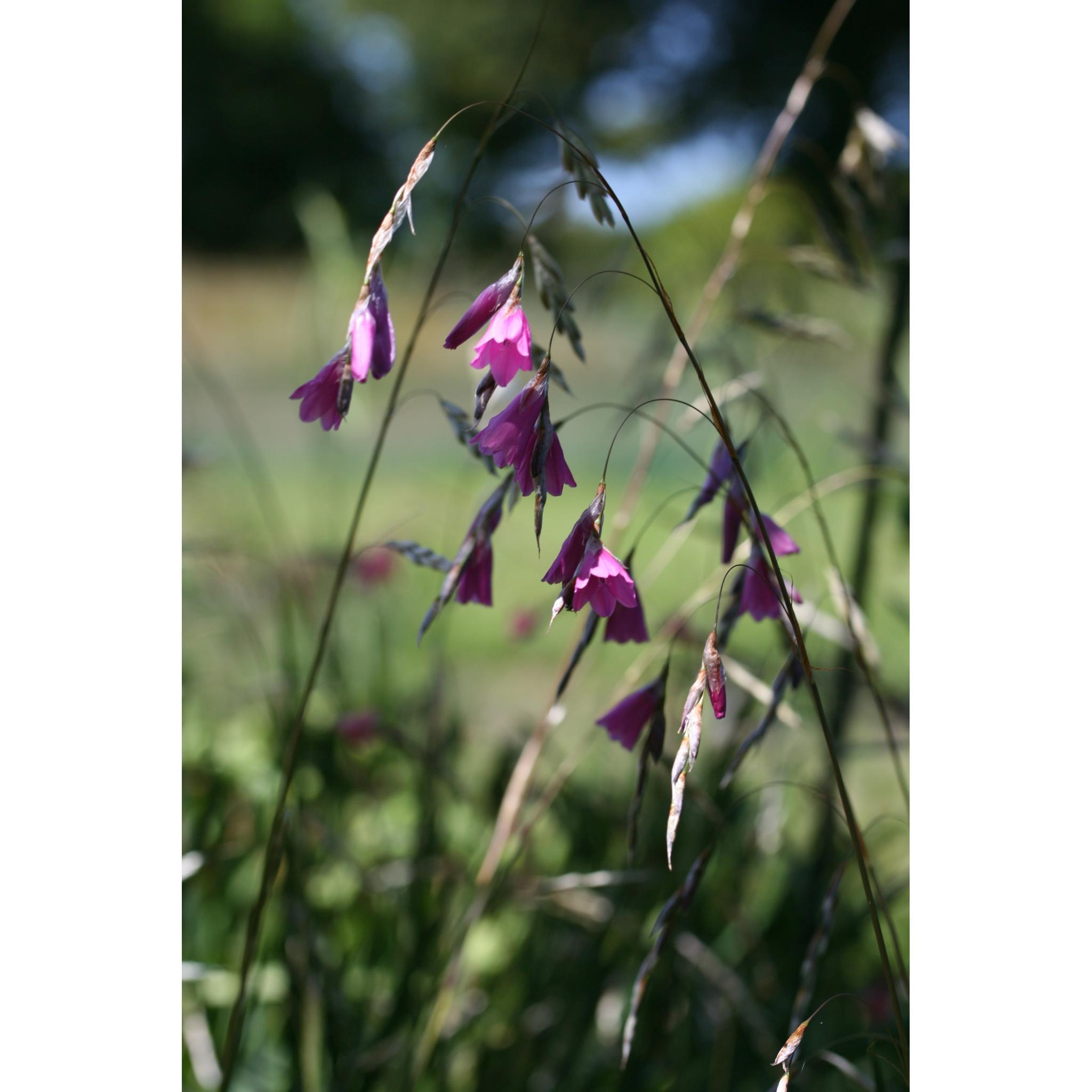 Dierama reynoldsii