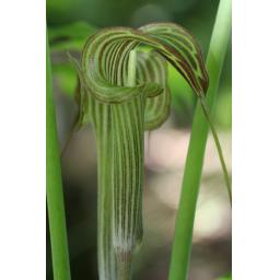 995-564 Arisaema consanguineum 17.6.16 1.jpg
