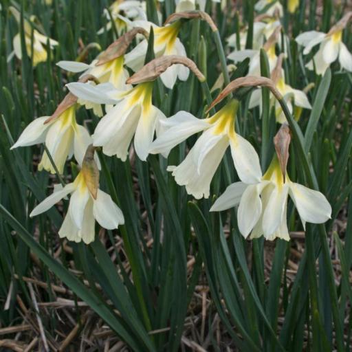 Narcissus moschatus pack of 3