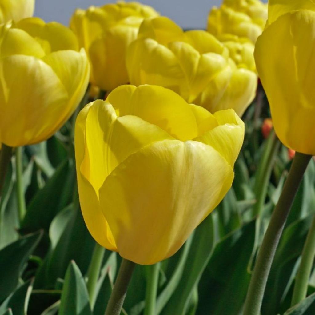 Tulip ‘Novi Sun’ pack of 8 bulbs