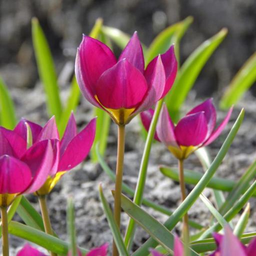 Tulip humilis 'Persian Pearl' Pack of 8 bulbs