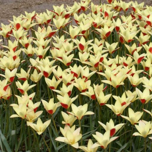 Tulip clusiana 'Tinka' pack of 8 bulbs