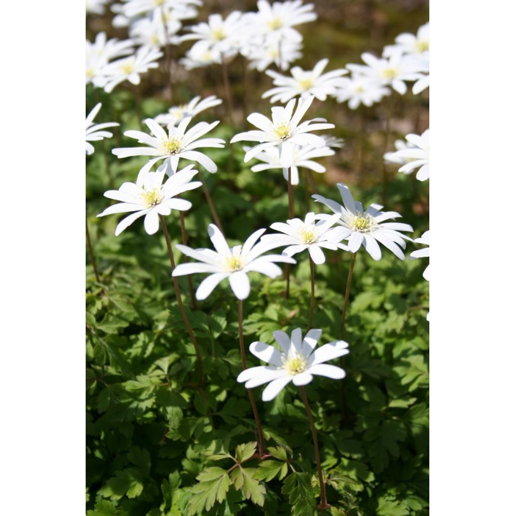 Anemone apennina var. albiflora