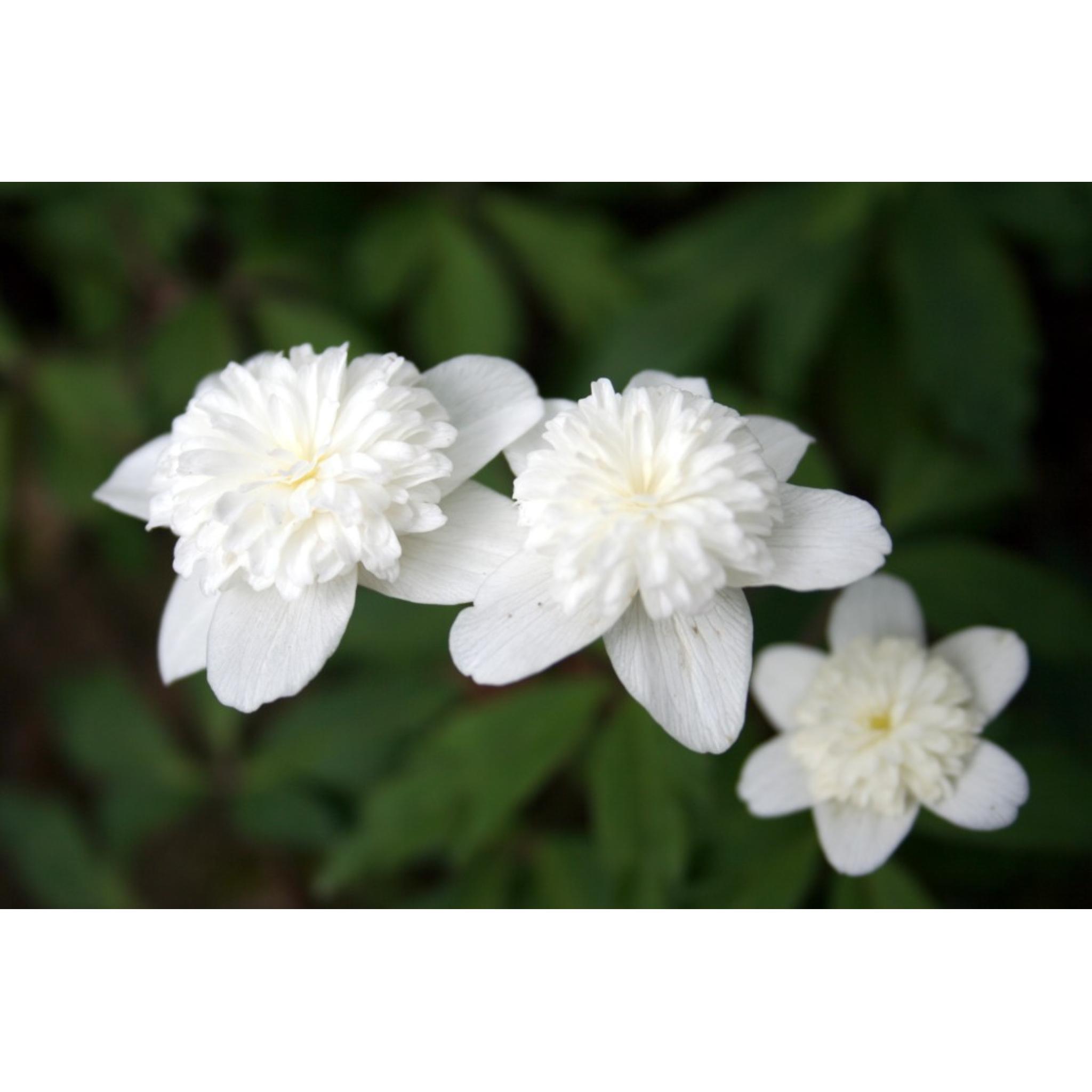 Anemone nemorosa 'Vestal' - pack of 2