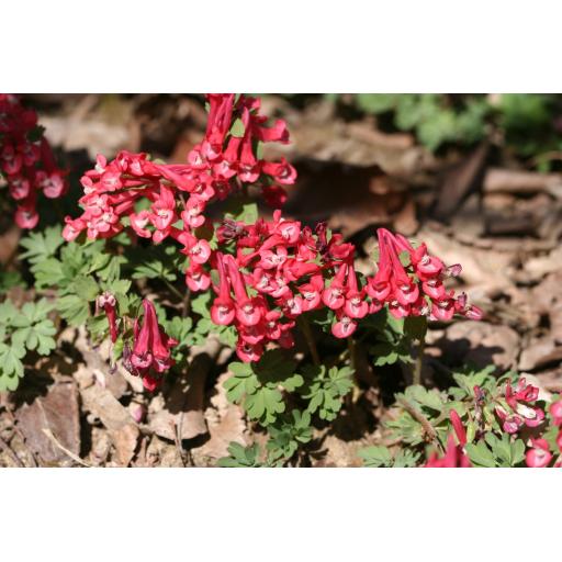 Corydalis solida 'Zwanenburg'