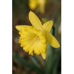 004-114 Narcissus rupicola ssp. marvieri 10.2.08 2.jpg
