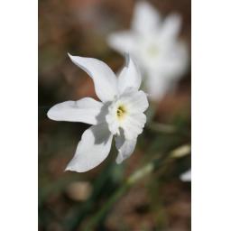 004-115 Narcissus rupicola ssp. watieri 27.3.17.jpg