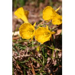 004-112 Narcissus bulbocodium obesus 14.4.15 2.jpg
