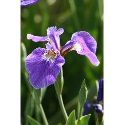 013-054 Iris setosa 27.5.17.jpg