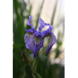 008-116 Iris bulleyana 10.7.13.jpg