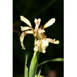 979-458 Iris foetidissima 'Citrina' 31.5.19 1.jpg