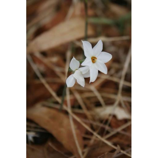 Narcissus deficiens