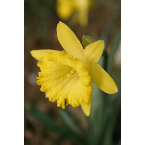 Narcissus rupicola ssp. marvieri JJA.705.600