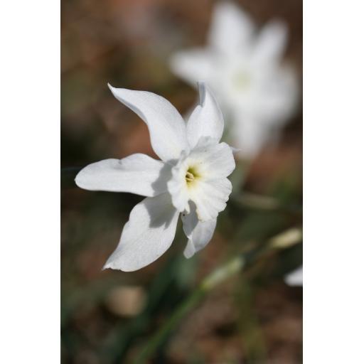 Narcissus rupicola ssp. watieri