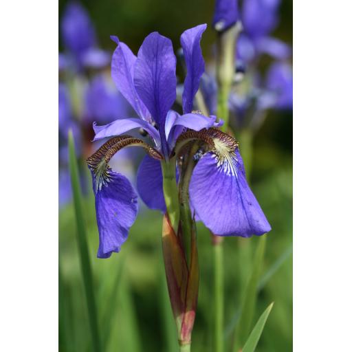 Iris prismatica hybrid coll. USA