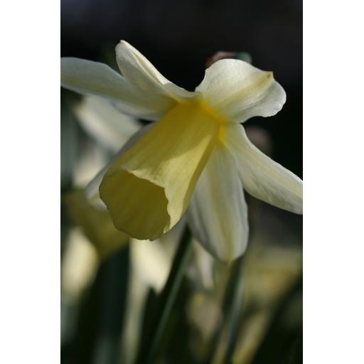 979-163 Narcissus  X taitii (triandrus X pseudonarcissus)  25.3.17 1.jpg