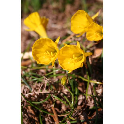 Narcissus bulbocodium ssp. obesus JWB.90-13