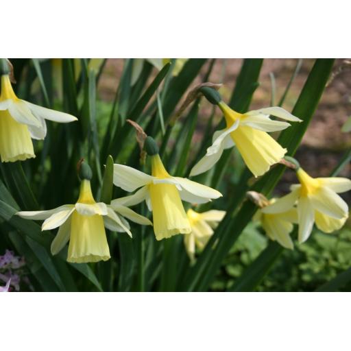 979-163 Narcissus pseudonarcissus X triandrus  22.4.06 2.jpg