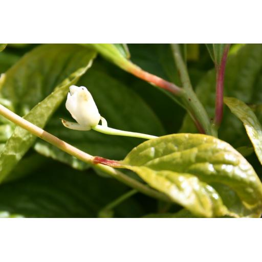 Schisandra chinensis