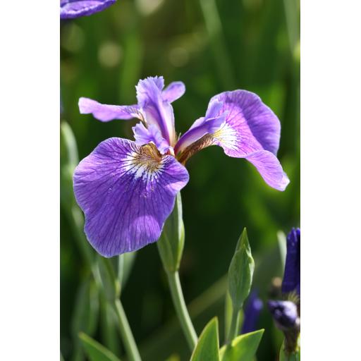 Iris setosa