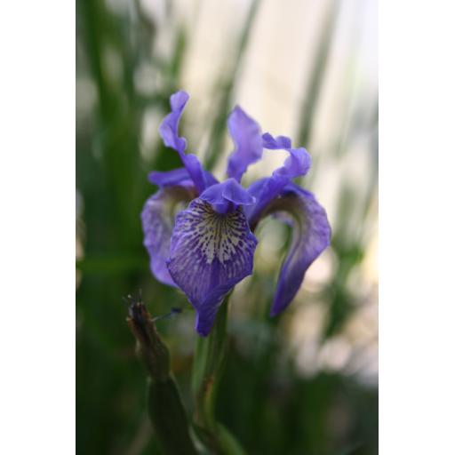 Iris bulleyana SBLE 432, Yunnan
