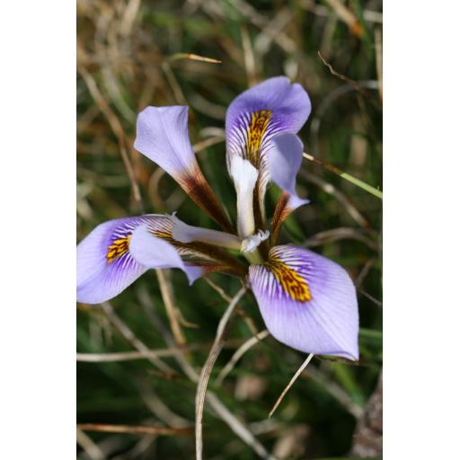 Iris unguicularis ssp. cretensis AH.0001