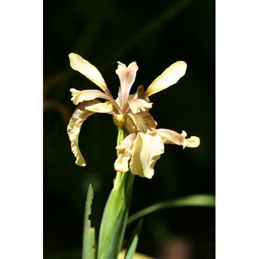 Iris foetidissima 'Citrina'