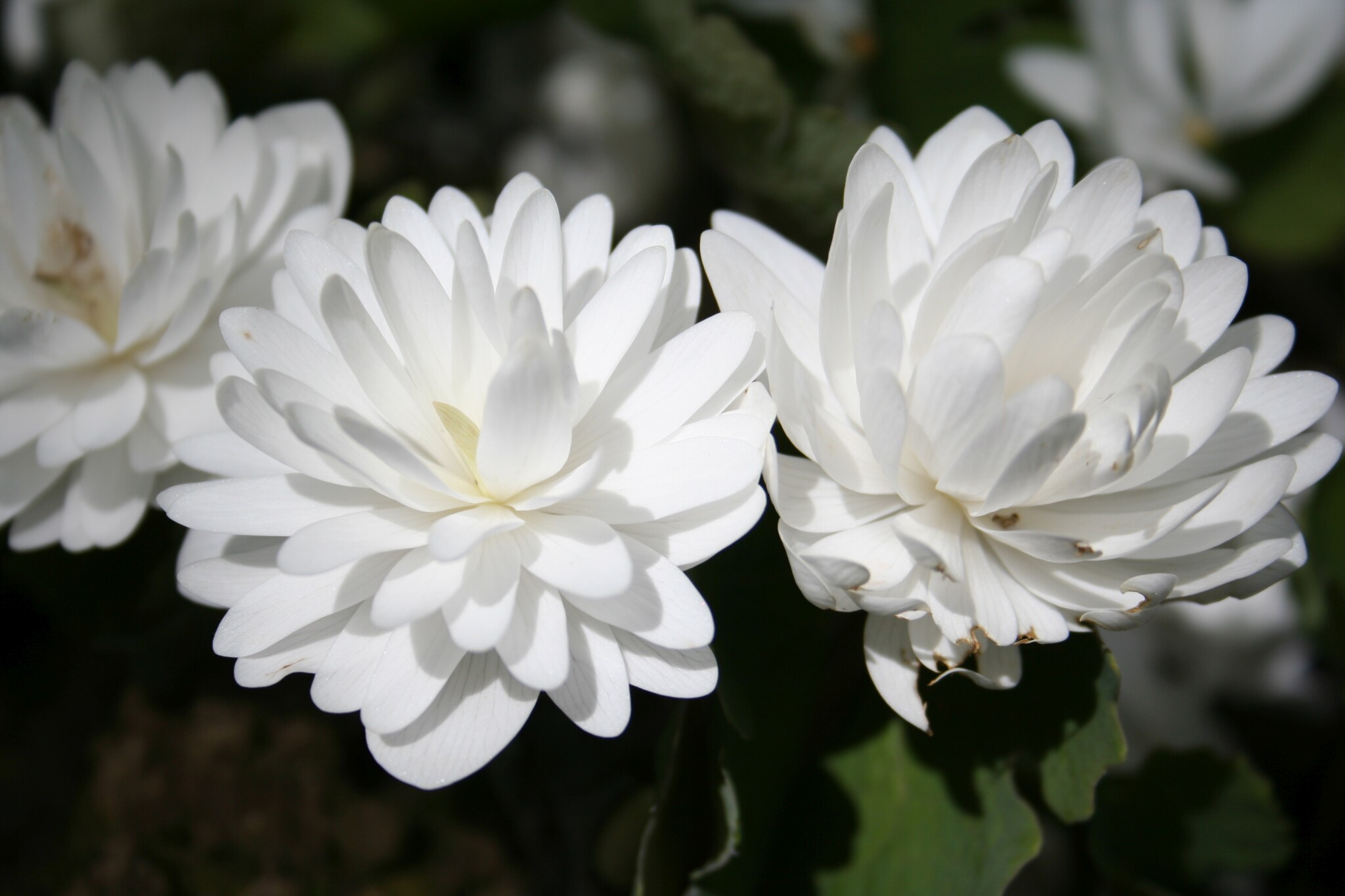 981-171 Sanguinaria canadensis 'Multiplex' 3.5.16 4.jpg