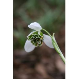 978-111 Galanthus X 'Dionysus' 9.2.11 3.jpg