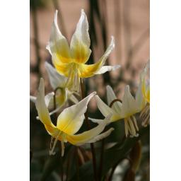 996-057 Erythronium 'Cliftonii' 29.3.17 2.jpg